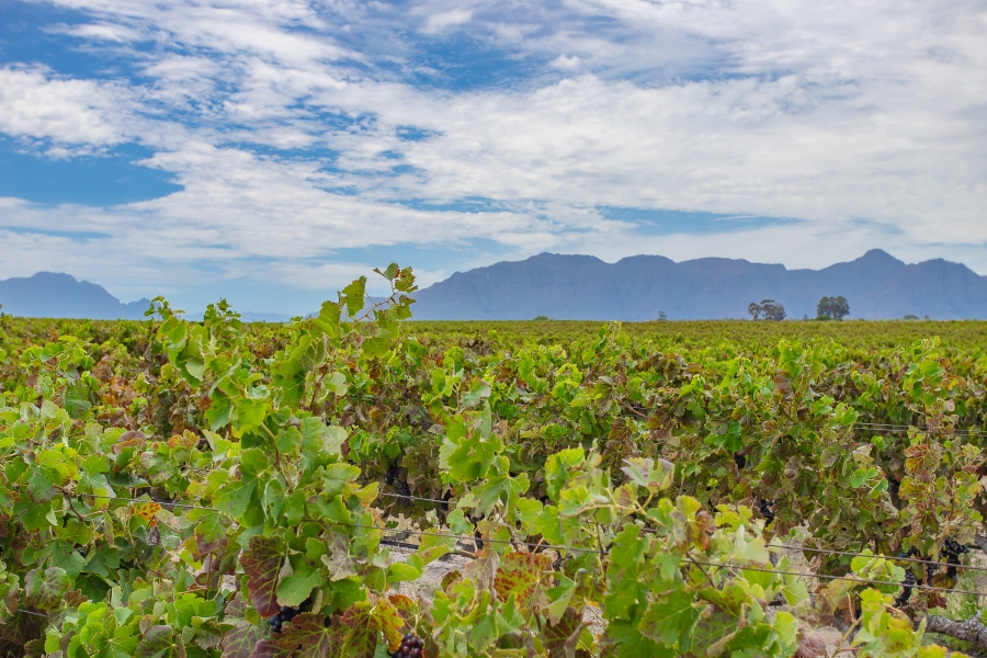 6 Bedroom Property for Sale in Lyndoch Western Cape